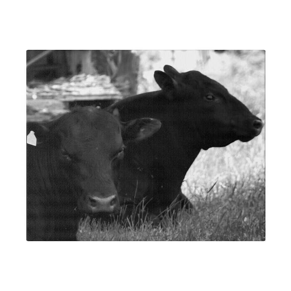 Thumbnail: Black & White Two Cows Laying in the Shade Matte Canvas Stretched