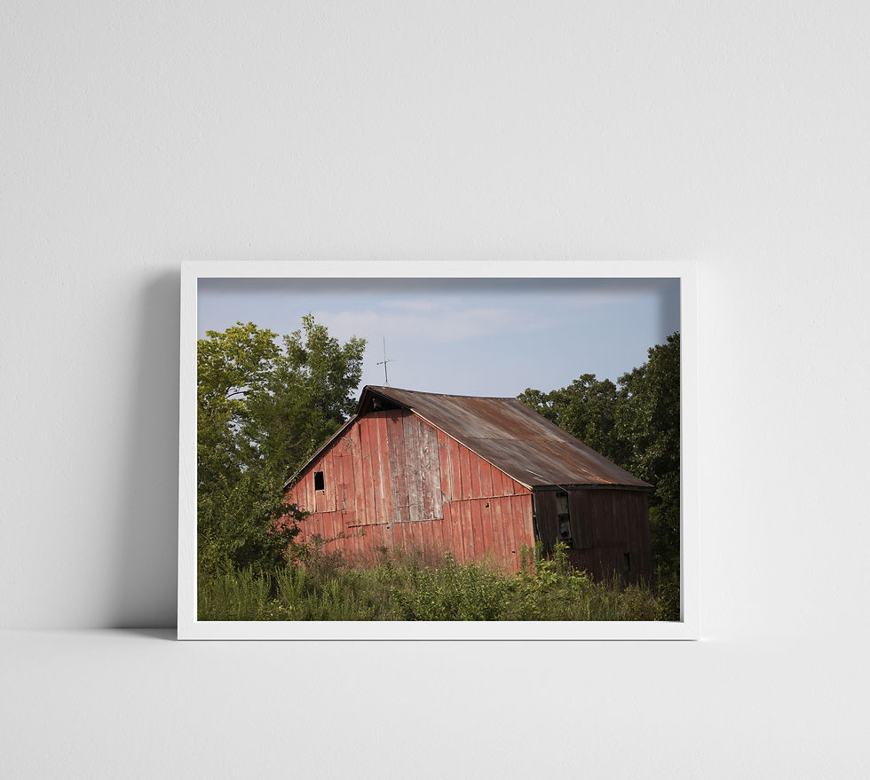 Rusty Old Red Barn in an Overgrown Field Color Photographic Print Wall Art