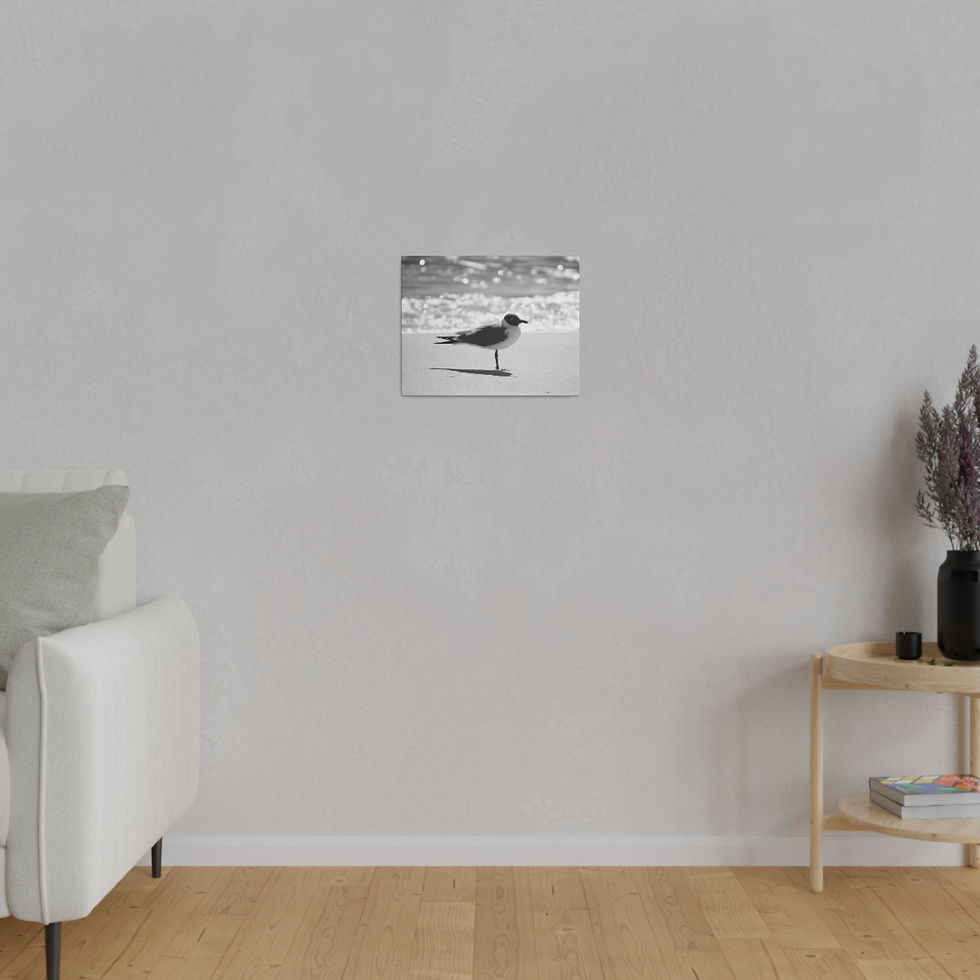 Thumbnail: Black & White Bonaparte's Gull Seagull on the Beach Matte Canvas Stretched