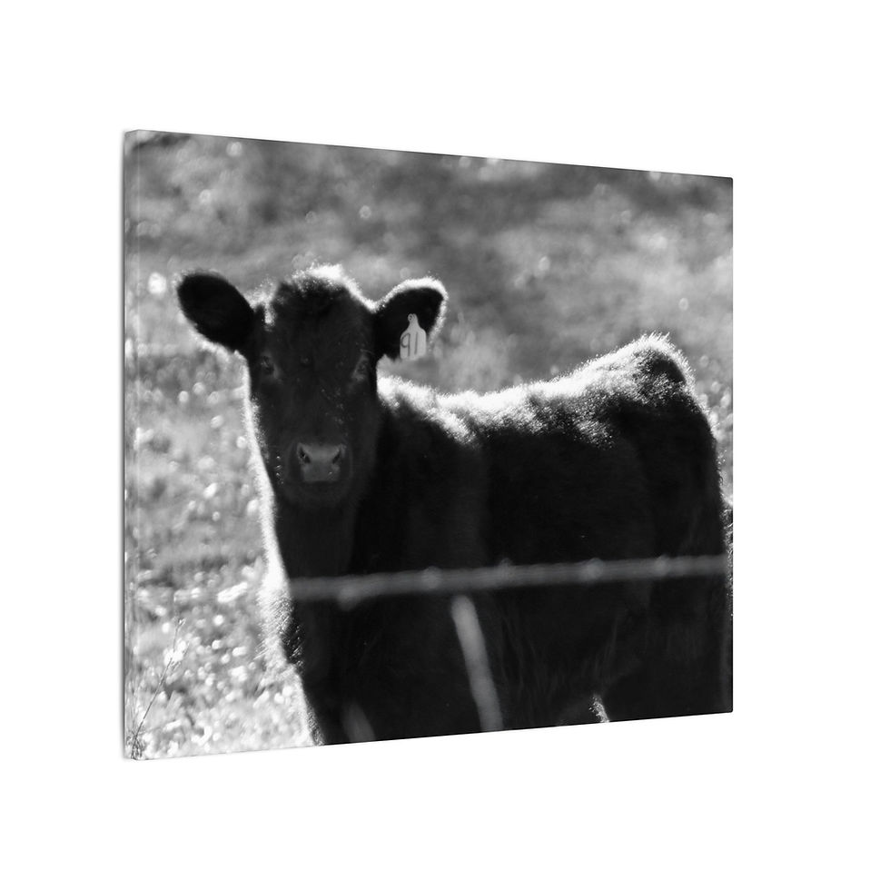 Thumbnail: Black & White Young Cow in Field Matte Canvas Stretched