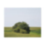 Thumbnail: Large Tree in a Rural Cornfield Color Matte Canvas Stretched
