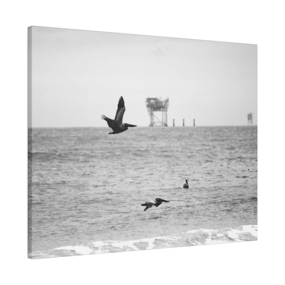 Thumbnail: Black & White Brown Pelicans Over the Ocean with a Rig on Horizon Canvas