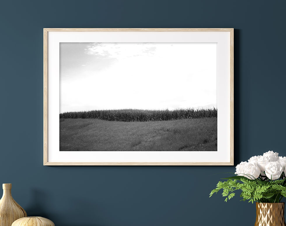 Thumbnail: Black & White Edge of a Cornfield Under a Blue Cloudy Sky Photography Print