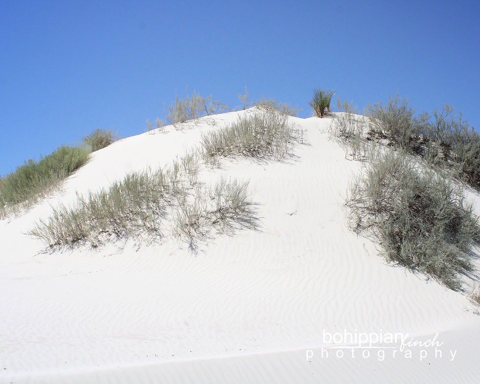 Thumbnail: Grassy Sand Dune in White Sands Color Matte Canvas Stretched