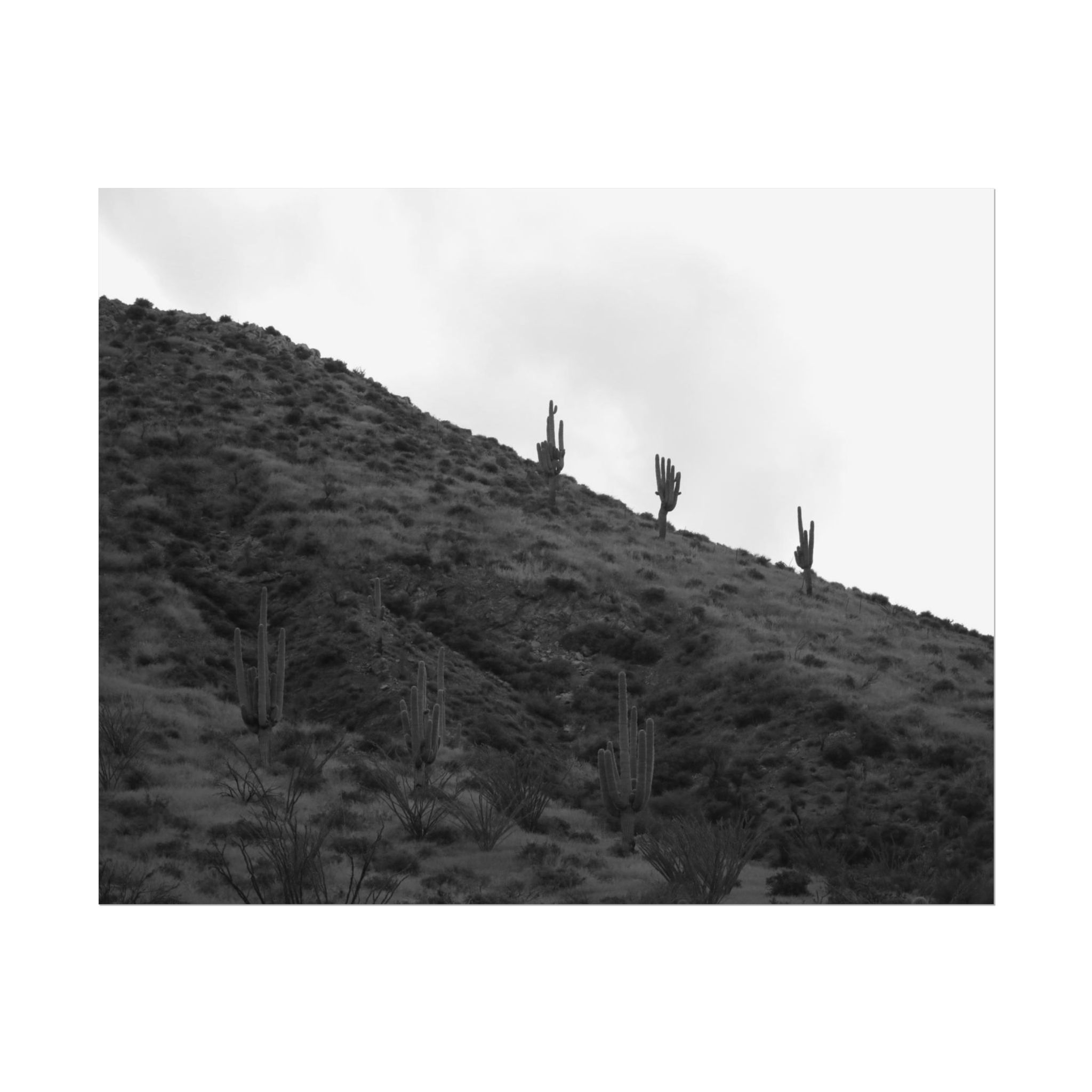 Black & White Arizona Hillside with Saguaro Cactus Photography Poster Print
