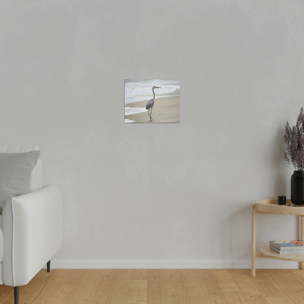 Thumbnail: Heron Walking  on the Beach Color  Matte Canvas Stretched
