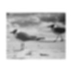 Thumbnail: Black & White Pair of Bonaparte's Gull Seagulls Matte Canvas Stretched