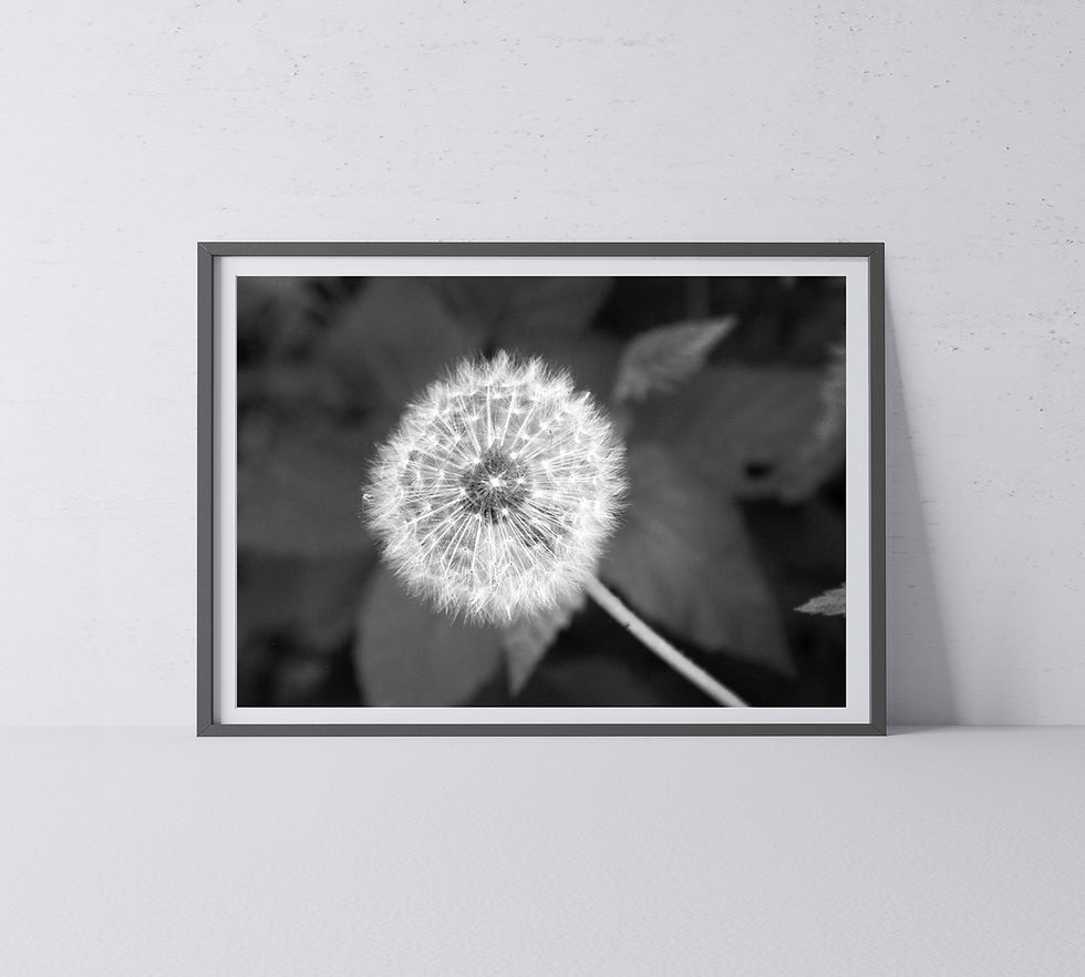 Thumbnail: Black & White Dandelion in Front of Leaves Photography Print