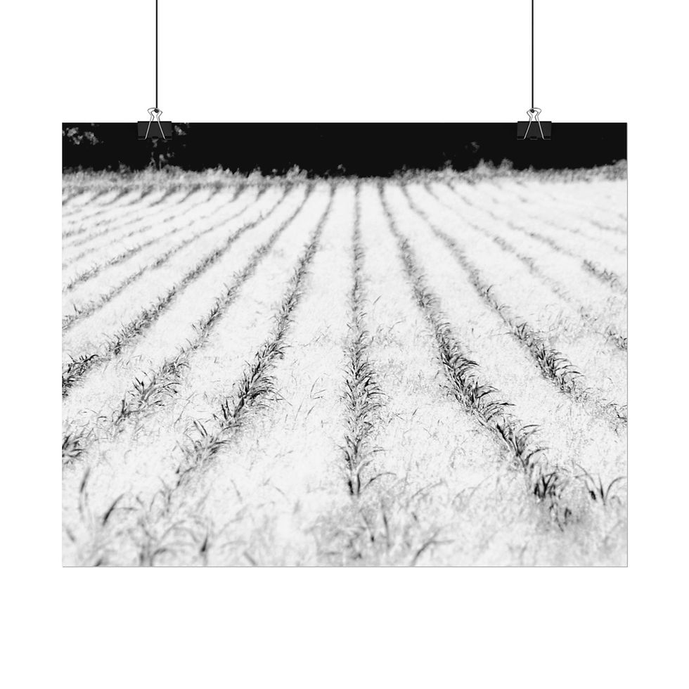 Thumbnail: Black & White Young Corn Crop in a Rural Field Photography Poster Print