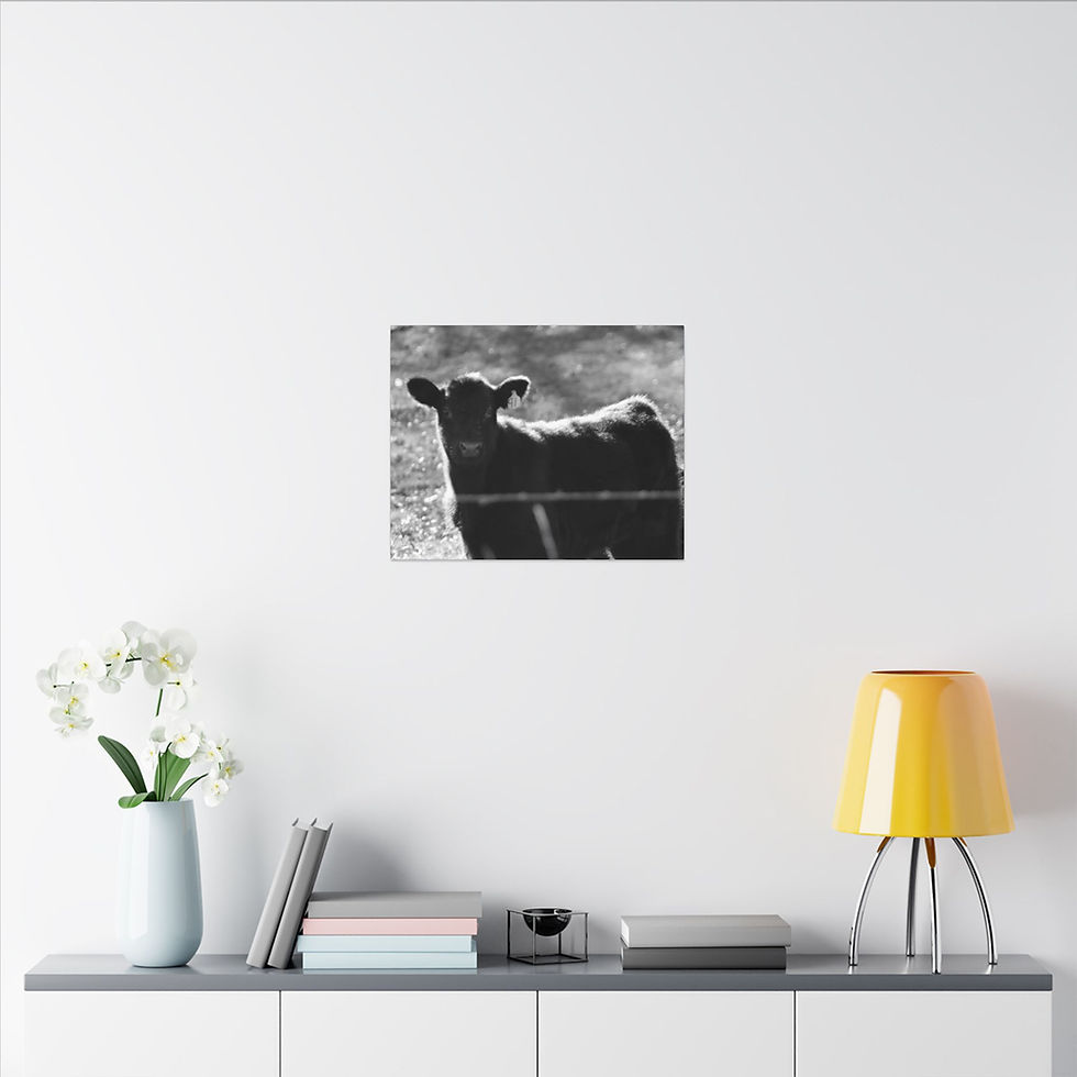 Thumbnail: Black & White Young Cow in Field Matte Canvas Stretched
