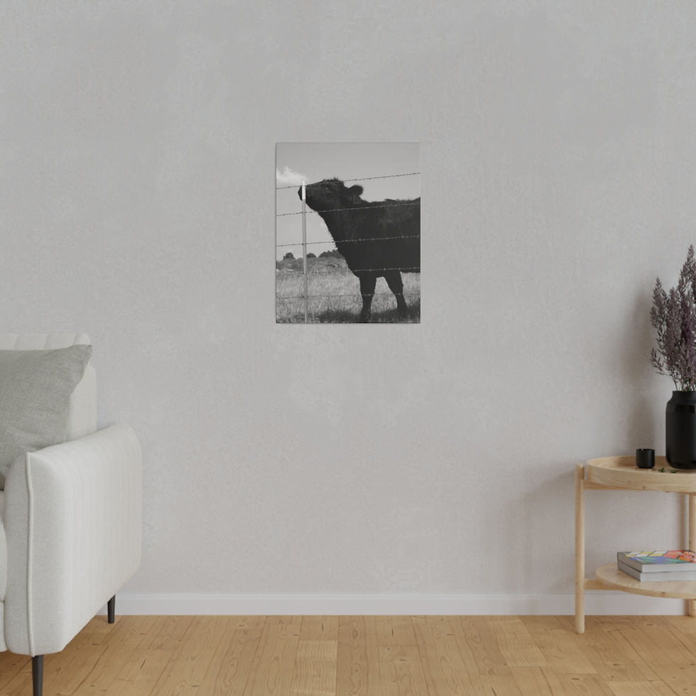 Thumbnail: Black & White Black Cow Smelling a Metal Post Matte Canvas Stretched