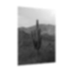 Thumbnail: Black & White Big Saguaro Cactus in the Arizona Hills Photography Poster Print