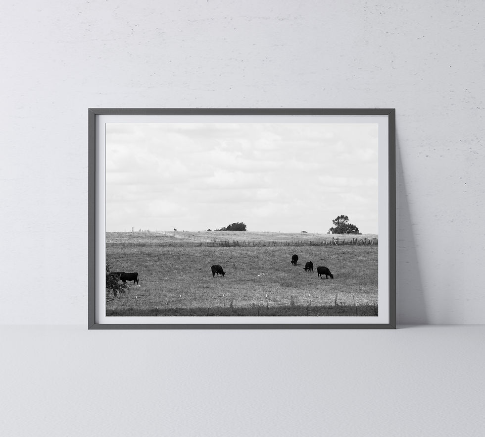 Thumbnail: Black & White Landscape of Cows Grazing in a Fenced Pasture Photography Print