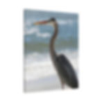 Thumbnail: Heron on the Beach Profile View Color Matte Canvas Stretched