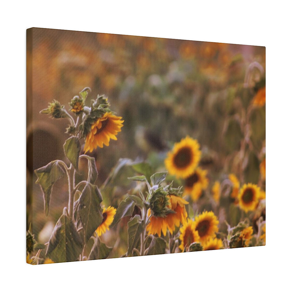 Thumbnail: Sunflower Sunset in the Country Color Matte Canvas Stretched