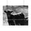 Thumbnail: Black & White Young Cow in Field Photography Poster Print