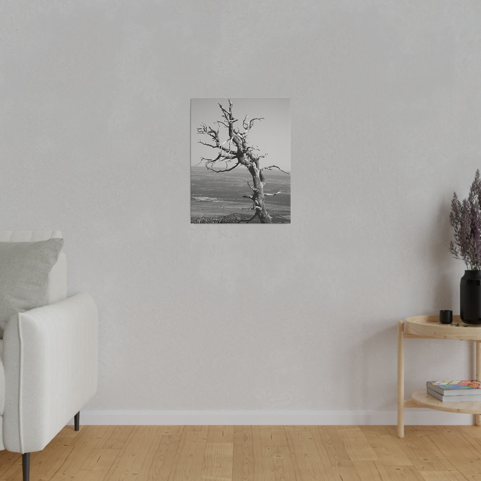 Thumbnail: Black & White Burned Juniper Tree in Mesa Verde Matte Canvas Stretched