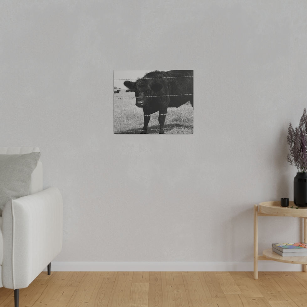 Thumbnail: Black & White Large Black Cow Behind Barbed Wire Looking at Camera Matte Canvas
