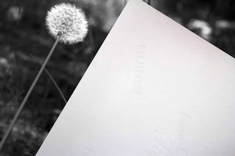 Thumbnail: Black & White Dandelions in the Woods Photography Print Wall Art