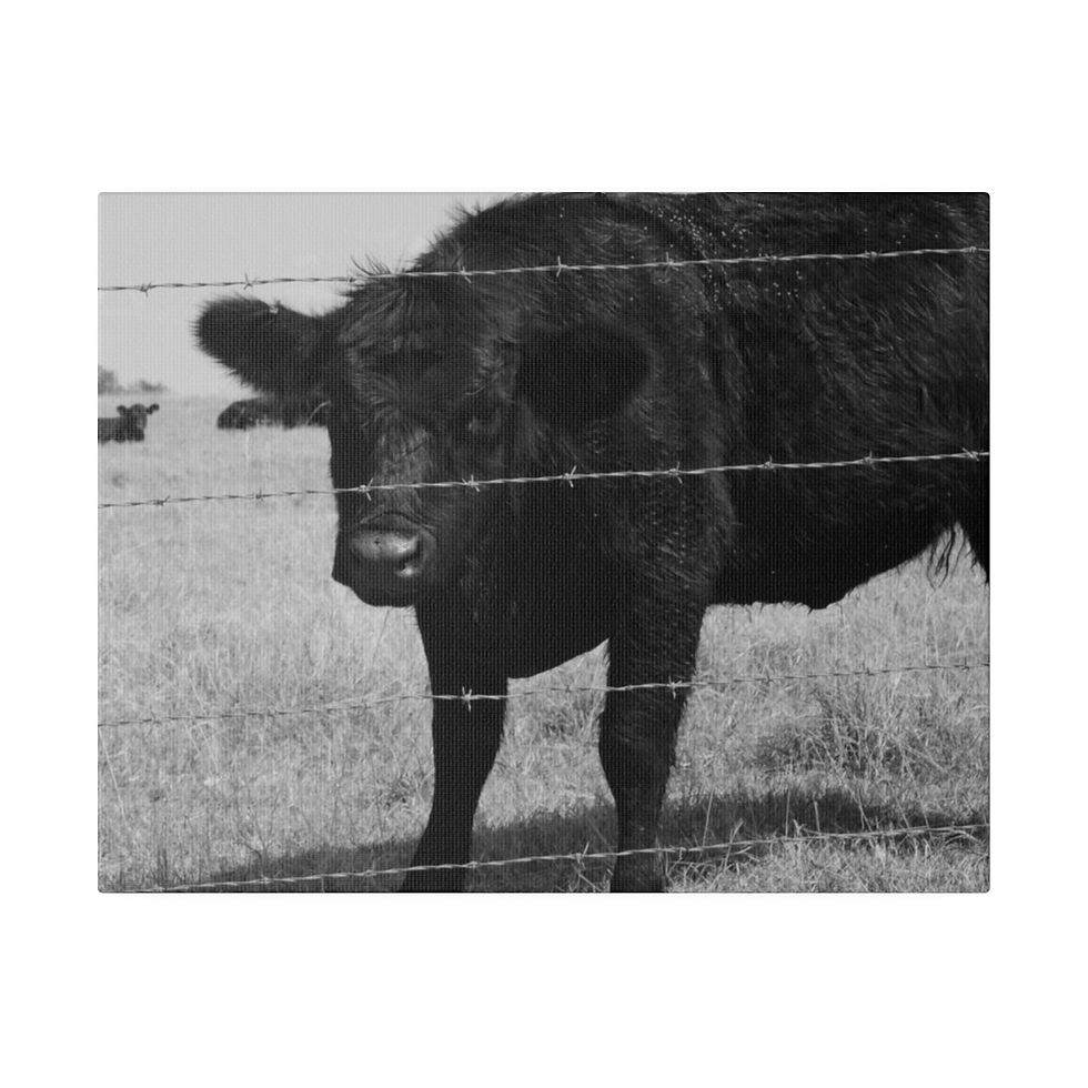 Thumbnail: Black & White Large Black Cow Behind Barbed Wire Looking at Camera Matte Canvas