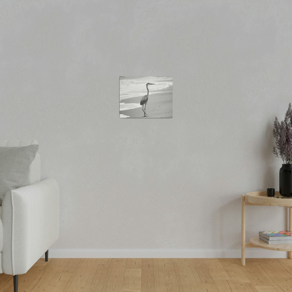 Thumbnail: Black & White Heron Walking  on the Beach Matte Canvas Stretched