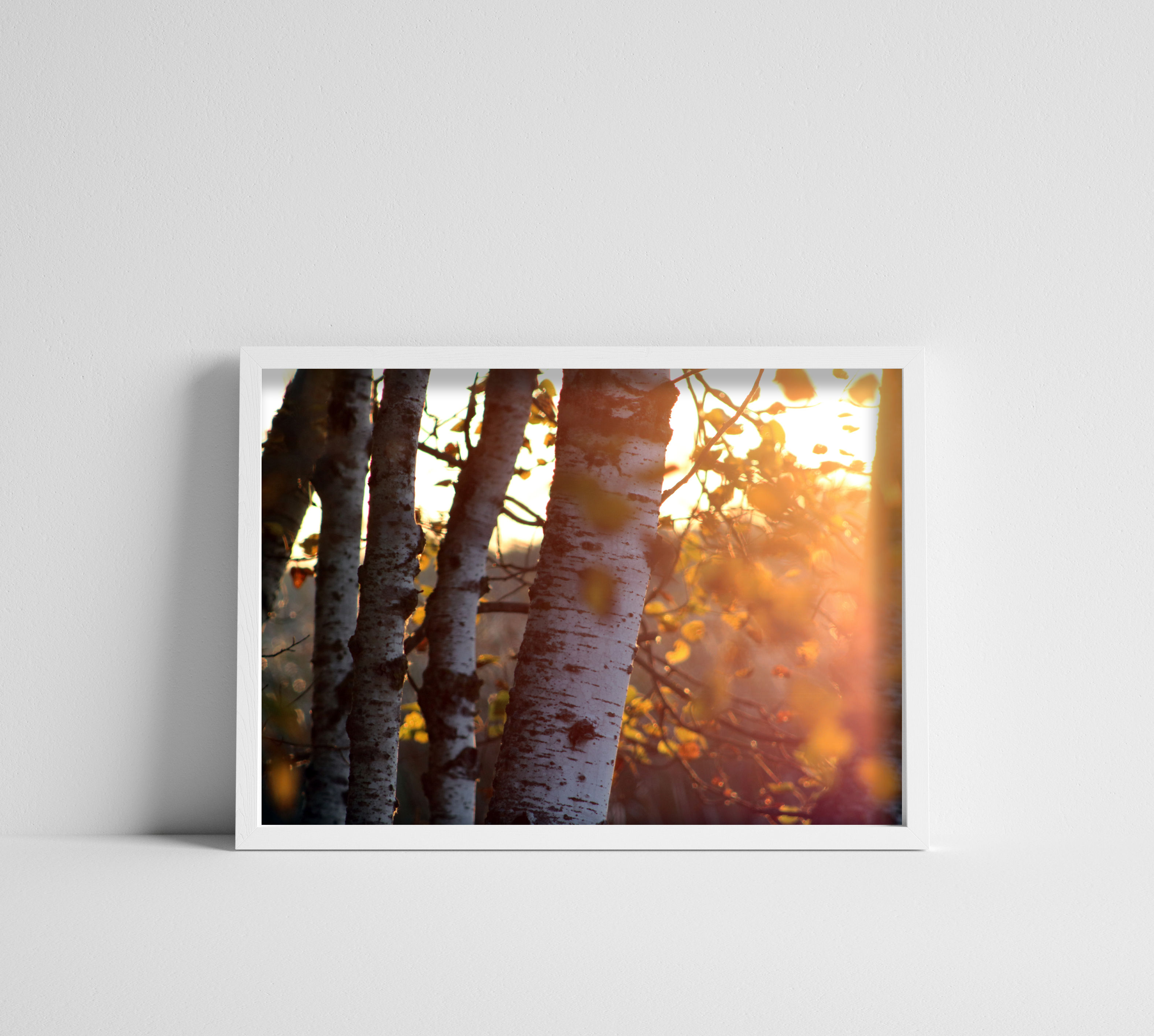 Morning Sunlight Through the Birch Trees Color Photography Print