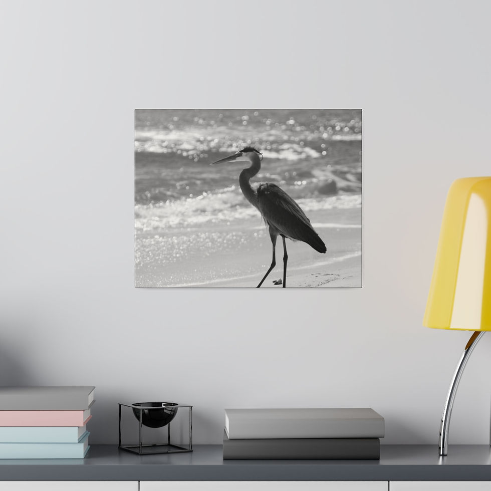 Thumbnail: Black & White Heron on Beach Walking Towards Ocean Matte Canvas Stretched