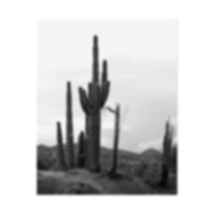 Black & White Group of Saguaro Cactus on Top of a Hill Photography Poster Print