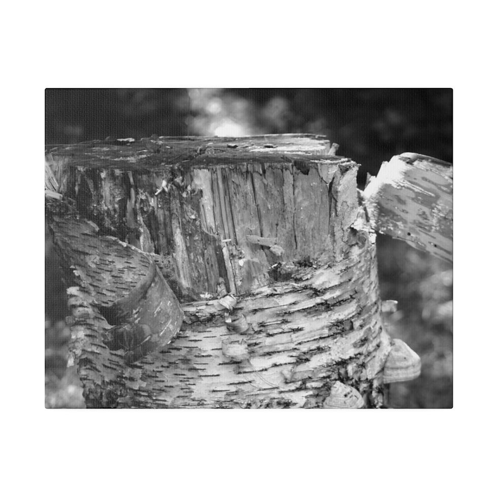 Thumbnail: Black & White Birch Tree Stump Bark Matte Canvas Stretched
