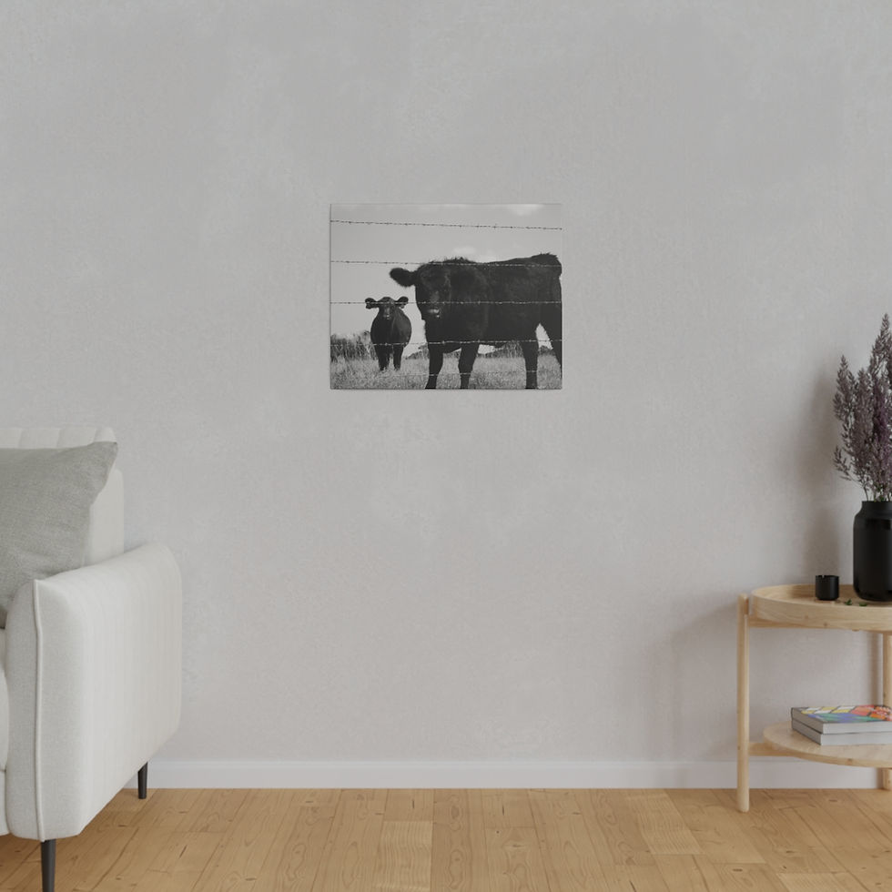 Thumbnail: Black & White Cow and Calf Behind Barbed Wire Fence Matte Canvas Stretched