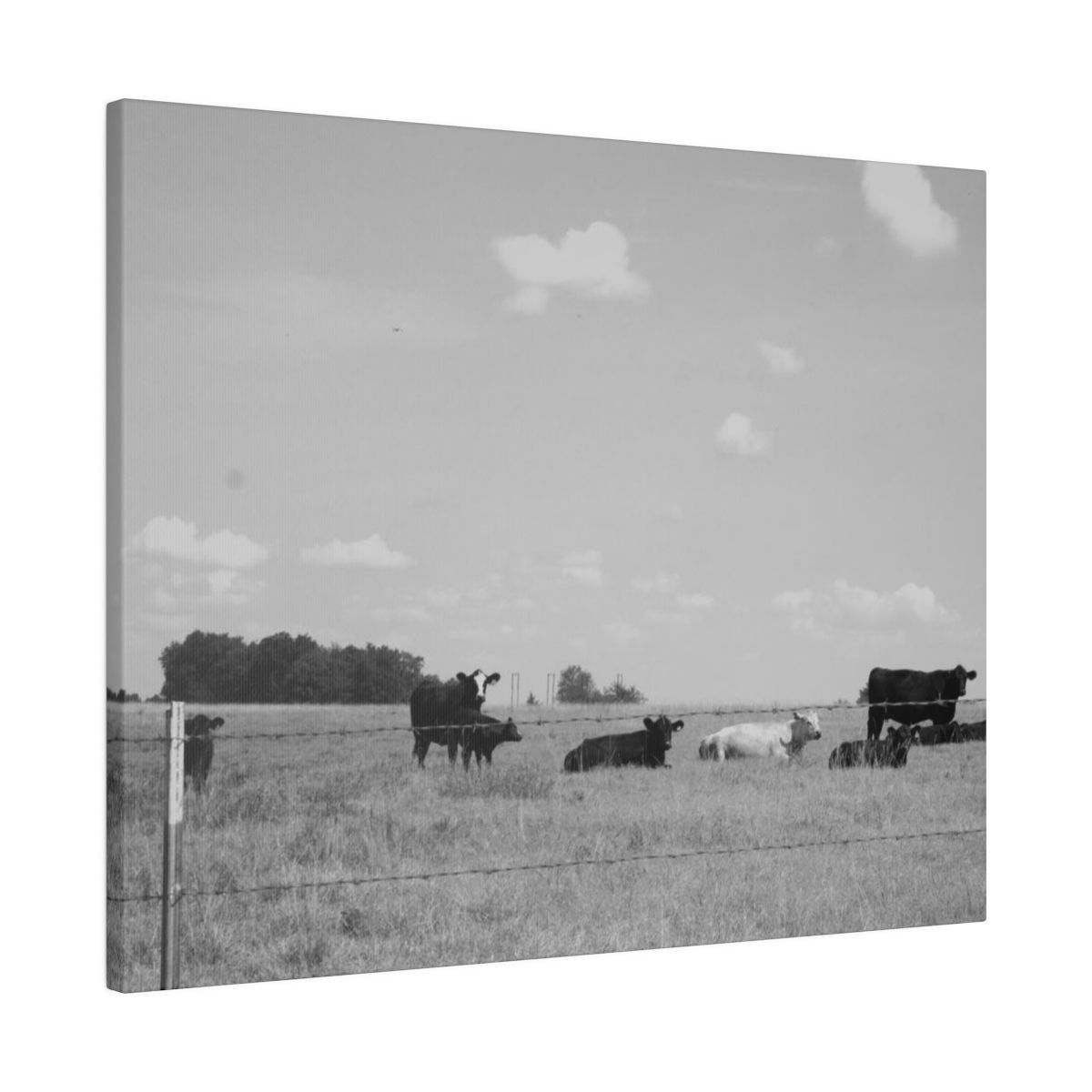 Black & White Cows With Calves Matte Canvas Stretched