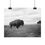 Thumbnail: Black & White Bison on a Hill Photography Poster Print