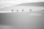 Thumbnail: Black & White Sanderlings Standing on the Beach Photographic Print