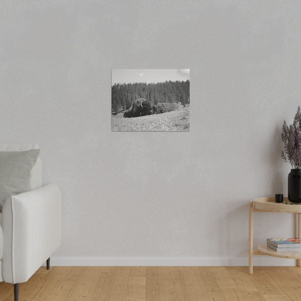 Thumbnail: Black & White Bison Bull with His Mate Matte Canvas Stretched