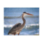 Thumbnail: Heron in Front of the Ocean Waves Close-Up Color Matte Canvas Stretched