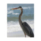 Thumbnail: Heron on the Beach Profile View Color Matte Canvas Stretched