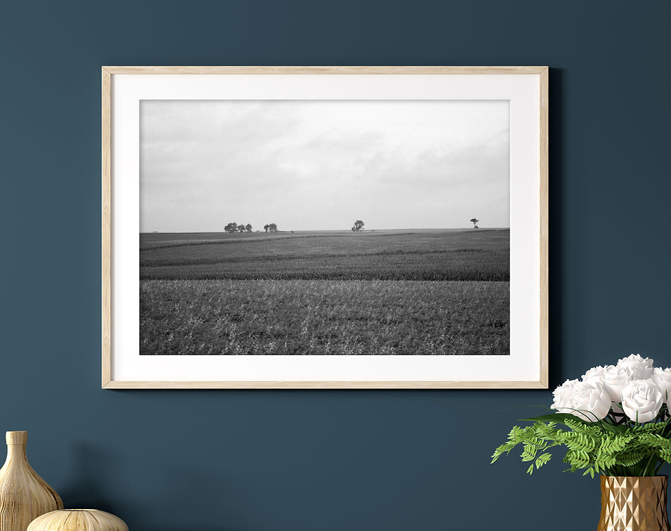 Thumbnail: Black & White Midwest Cornfield Landscape Photography Print