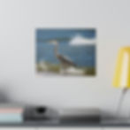Thumbnail: Heron on Beach with Ocean Waves in Background Color Matte Canvas Stretched