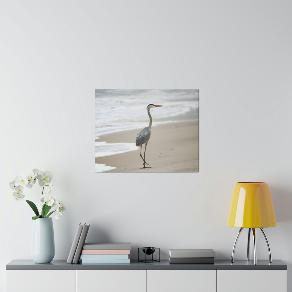 Thumbnail: Heron Walking  on the Beach Color  Matte Canvas Stretched