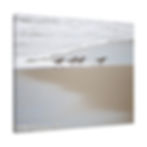 Thumbnail: Sanderlings Walking on the Beach Color Matte Canvas Stretched Framed