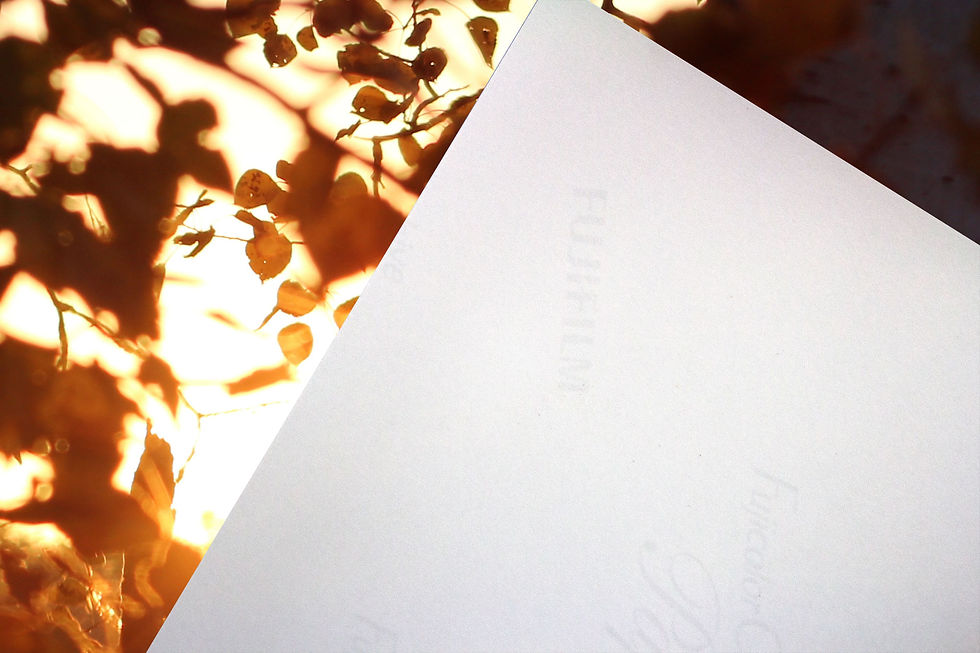 Thumbnail: Sun Through the Birch Trees Color Photographic Print Wall Art