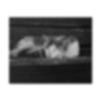Thumbnail: Black & White Cat Laying on a Bench Matte Canvas Stretched
