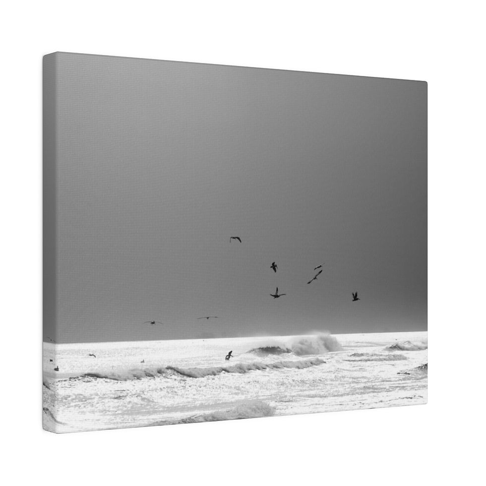 Thumbnail: Black & White Ocean Horizon with Brown Pelicans Matte Canvas