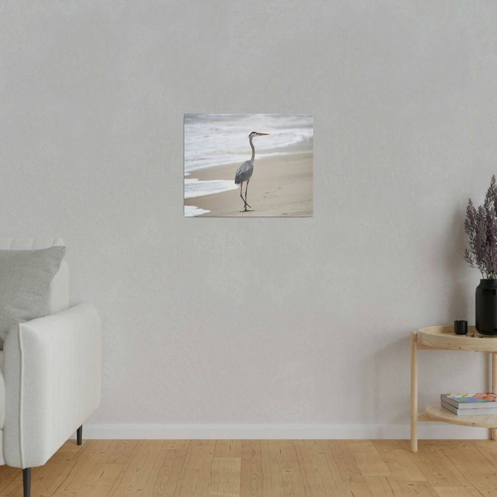 Thumbnail: Heron Walking  on the Beach Color  Matte Canvas Stretched