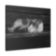 Black & White Cat Laying on a Bench Matte Canvas Stretched
