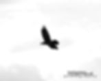 Thumbnail: Black & White Flying Black Raven with Wings Spread Matte Canvas Stretched
