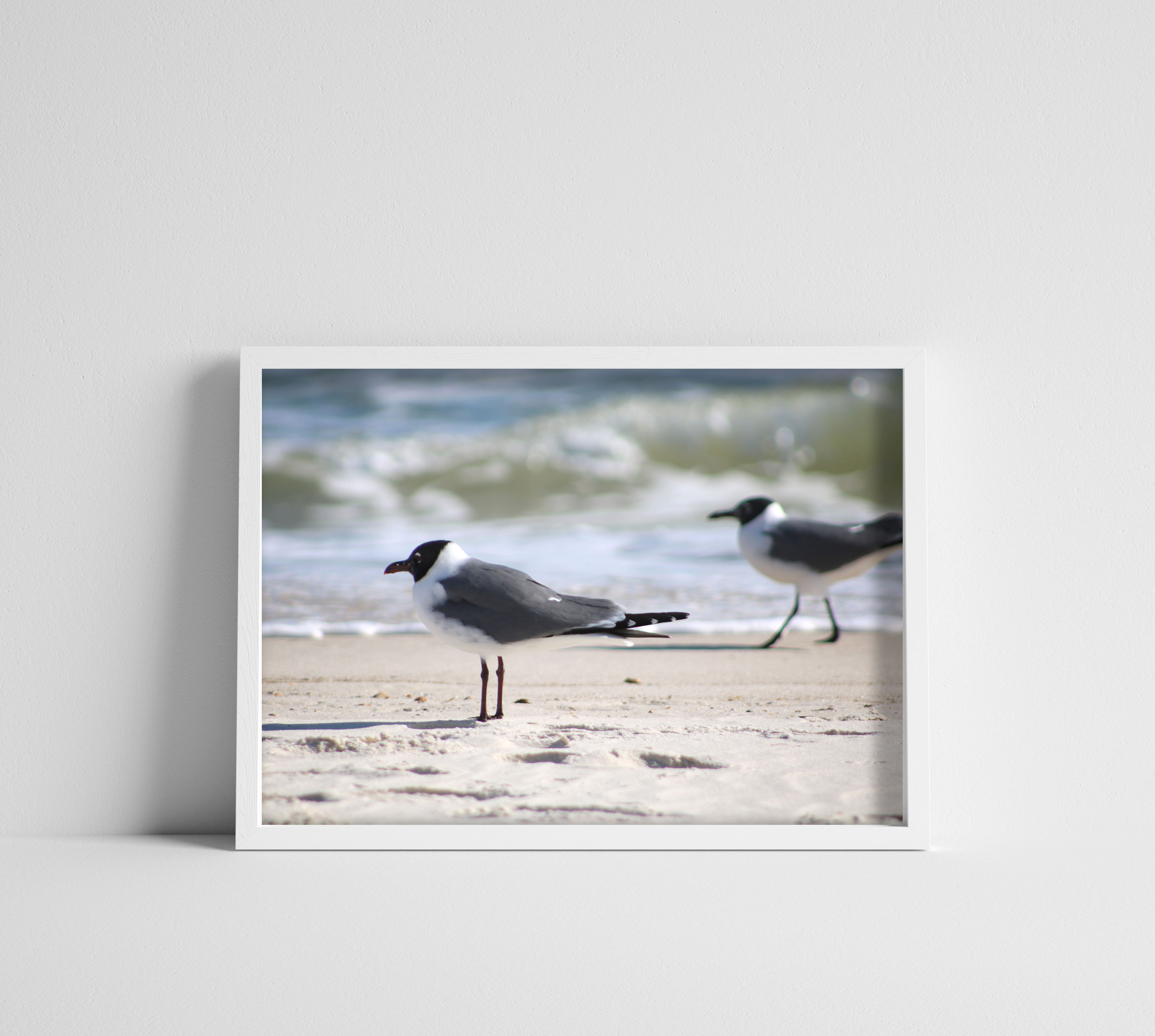 Pair of Bonaparte's Gull Seagulls on the Beach Color Photography Print