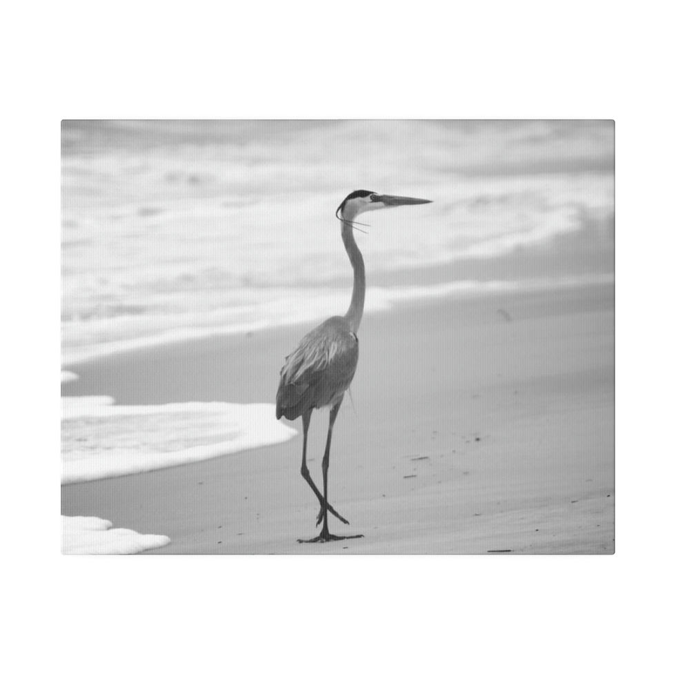 Thumbnail: Black & White Heron Walking  on the Beach Matte Canvas Stretched