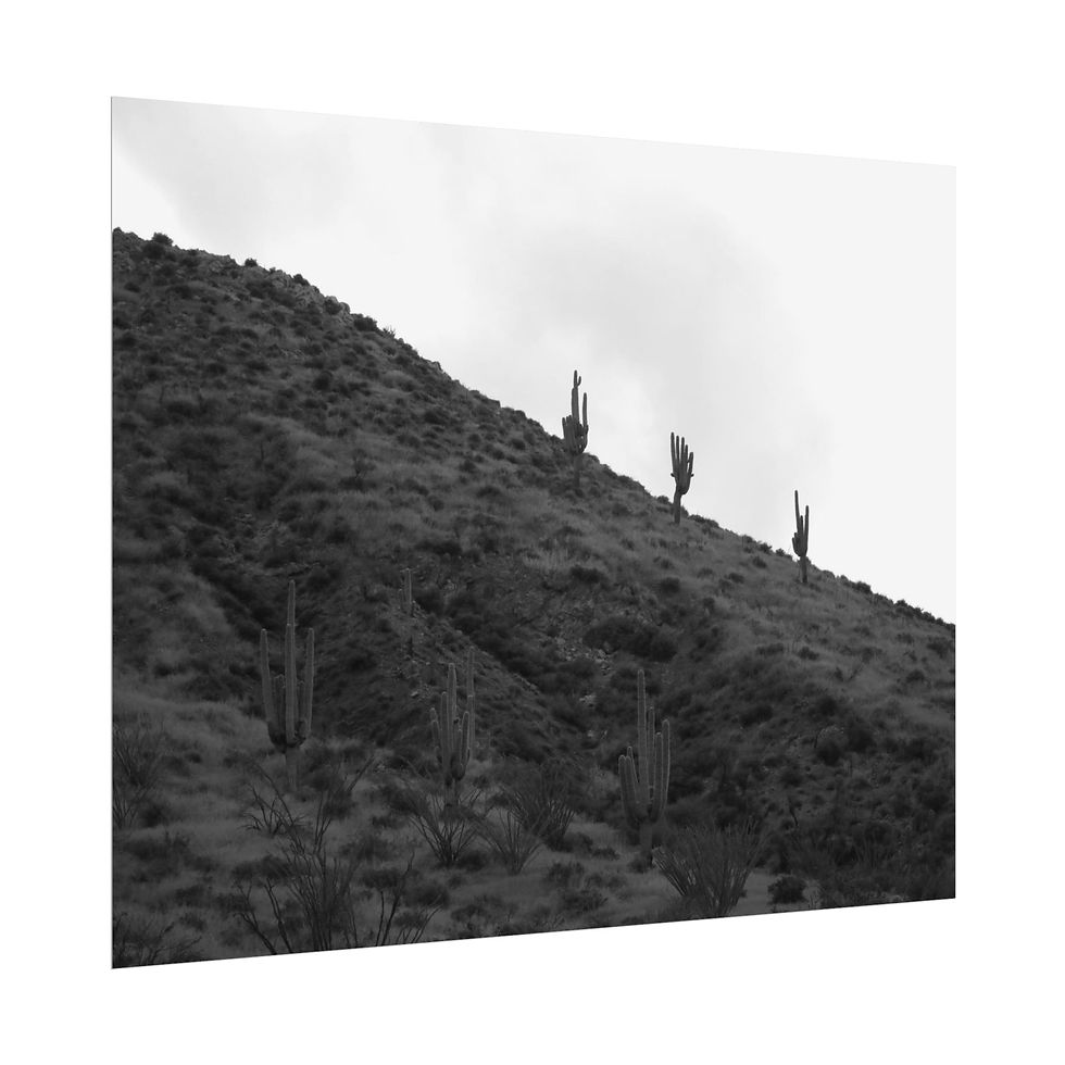 Thumbnail: Black & White Arizona Hillside with Saguaro Cactus Photography Poster Print