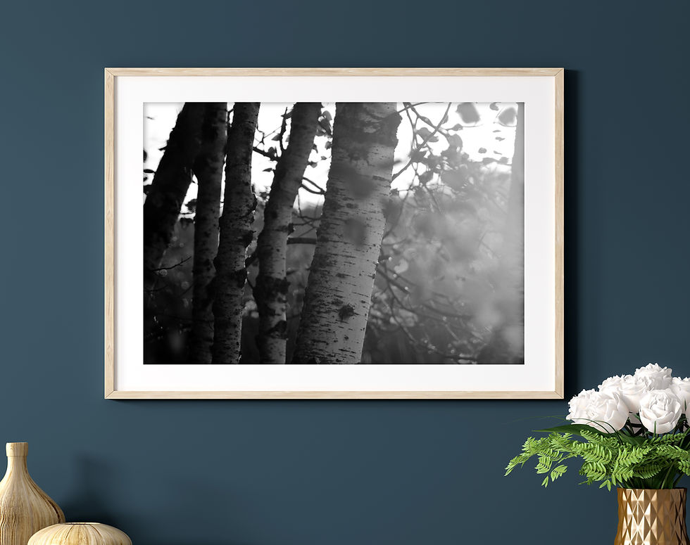 Thumbnail: Black & White Morning Sunlight Through the Birch Trees Photography Print